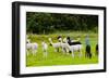 Llamas on Farm in Norway-Nik_Sorokin-Framed Photographic Print