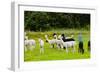 Llamas on Farm in Norway-Nik_Sorokin-Framed Photographic Print