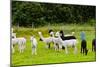 Llamas on Farm in Norway-Nik_Sorokin-Mounted Photographic Print