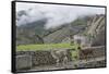 Llamas roaming in the Inca ruins of Machu Picchu, UNESCO World Heritage Site, Peru, South America-Julio Etchart-Framed Stretched Canvas