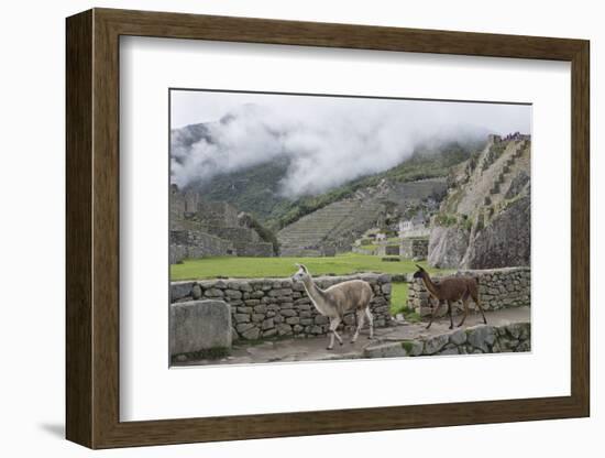 Llamas roaming in the Inca ruins of Machu Picchu, UNESCO World Heritage Site, Peru, South America-Julio Etchart-Framed Photographic Print