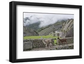 Llamas roaming in the Inca ruins of Machu Picchu, UNESCO World Heritage Site, Peru, South America-Julio Etchart-Framed Photographic Print