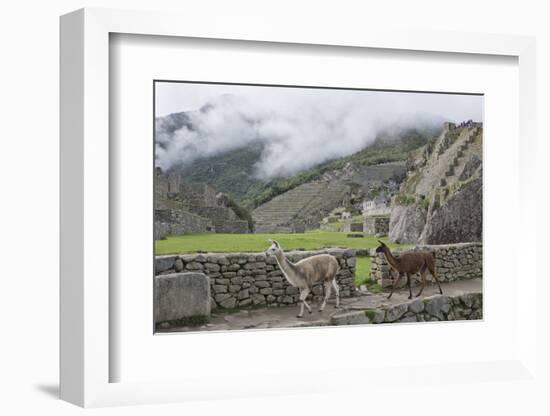 Llamas roaming in the Inca ruins of Machu Picchu, UNESCO World Heritage Site, Peru, South America-Julio Etchart-Framed Photographic Print