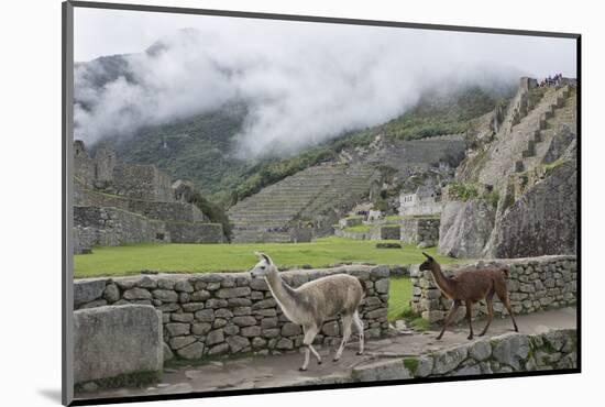 Llamas roaming in the Inca ruins of Machu Picchu, UNESCO World Heritage Site, Peru, South America-Julio Etchart-Mounted Photographic Print