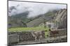 Llamas roaming in the Inca ruins of Machu Picchu, UNESCO World Heritage Site, Peru, South America-Julio Etchart-Mounted Photographic Print