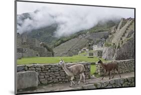 Llamas roaming in the Inca ruins of Machu Picchu, UNESCO World Heritage Site, Peru, South America-Julio Etchart-Mounted Photographic Print