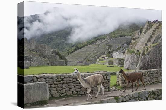 Llamas roaming in the Inca ruins of Machu Picchu, UNESCO World Heritage Site, Peru, South America-Julio Etchart-Stretched Canvas