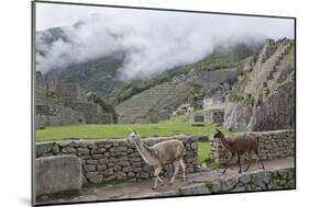 Llamas roaming in the Inca ruins of Machu Picchu, UNESCO World Heritage Site, Peru, South America-Julio Etchart-Mounted Photographic Print