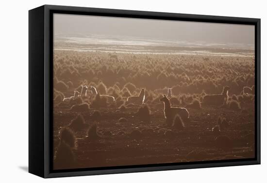 Llamas Settle Down at Sunset in Sajama National Park-Alex Saberi-Framed Stretched Canvas