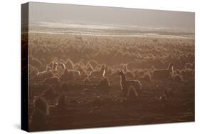 Llamas Settle Down at Sunset in Sajama National Park-Alex Saberi-Stretched Canvas