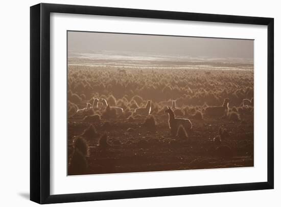 Llamas Settle Down at Sunset in Sajama National Park-Alex Saberi-Framed Photographic Print