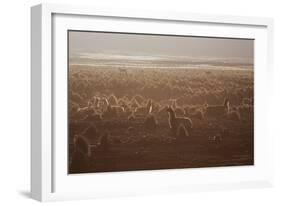 Llamas Settle Down at Sunset in Sajama National Park-Alex Saberi-Framed Photographic Print