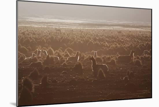 Llamas Settle Down at Sunset in Sajama National Park-Alex Saberi-Mounted Photographic Print