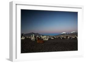 Llamas Settle Own to Sleep Near Volcano Nevado Parinacota in Sajama National Park at Dusk-Alex Saberi-Framed Photographic Print