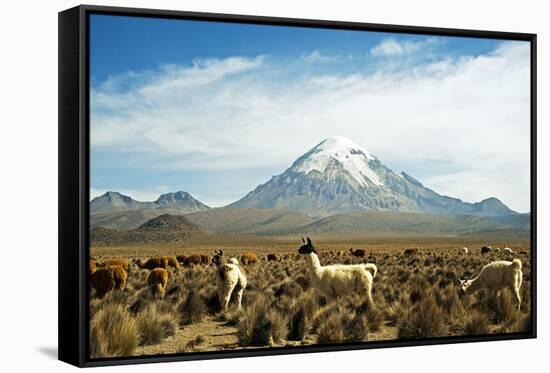 Llamas with snowcapped volcano Sajama, Sajama National Park, Bolivia-Anthony Asael-Framed Stretched Canvas