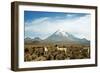 Llamas with snowcapped volcano Sajama, Sajama National Park, Bolivia-Anthony Asael-Framed Photographic Print