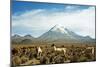 Llamas with snowcapped volcano Sajama, Sajama National Park, Bolivia-Anthony Asael-Mounted Photographic Print