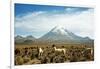 Llamas with snowcapped volcano Sajama, Sajama National Park, Bolivia-Anthony Asael-Framed Photographic Print