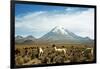 Llamas with snowcapped volcano Sajama, Sajama National Park, Bolivia-Anthony Asael-Framed Photographic Print