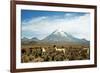 Llamas with snowcapped volcano Sajama, Sajama National Park, Bolivia-Anthony Asael-Framed Photographic Print