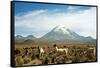 Llamas with snowcapped volcano Sajama, Sajama National Park, Bolivia-Anthony Asael-Framed Stretched Canvas