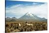 Llamas with snowcapped volcano Sajama, Sajama National Park, Bolivia-Anthony Asael-Stretched Canvas