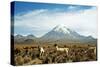 Llamas with snowcapped volcano Sajama, Sajama National Park, Bolivia-Anthony Asael-Stretched Canvas
