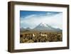 Llamas with snowcapped volcano Sajama, Sajama National Park, Bolivia-Anthony Asael-Framed Photographic Print