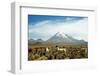 Llamas with snowcapped volcano Sajama, Sajama National Park, Bolivia-Anthony Asael-Framed Photographic Print