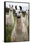 Llamas-Lantern Press-Framed Stretched Canvas