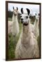 Llamas-Lantern Press-Framed Art Print