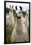 Llamas-Lantern Press-Framed Art Print