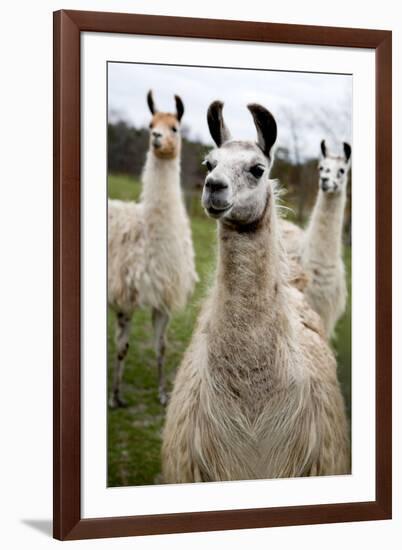 Llamas-Lantern Press-Framed Art Print