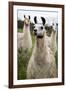 Llamas-Lantern Press-Framed Art Print