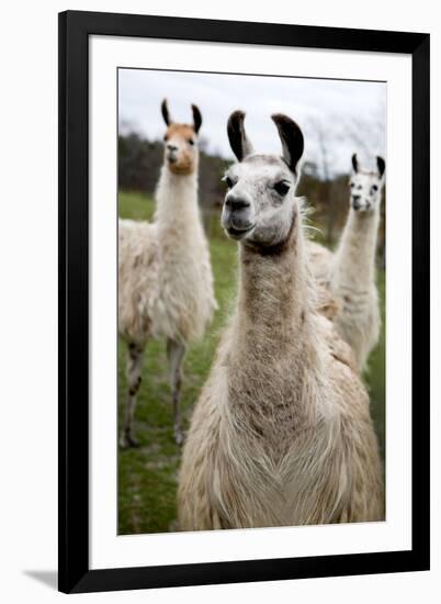 Llamas-Lantern Press-Framed Art Print