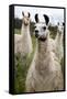 Llamas-Lantern Press-Framed Stretched Canvas