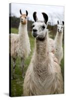 Llamas-Lantern Press-Stretched Canvas