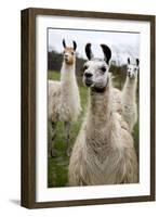 Llamas-Lantern Press-Framed Art Print