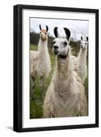 Llamas-Lantern Press-Framed Art Print