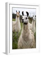 Llamas-Lantern Press-Framed Art Print