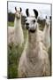 Llamas-Lantern Press-Mounted Art Print