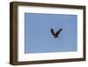 Llano County, Texas. Bald Eagle Carrying Nest Material-Larry Ditto-Framed Photographic Print