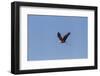 Llano County, Texas. Bald Eagle Carrying Nest Material-Larry Ditto-Framed Photographic Print