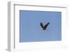 Llano County, Texas. Bald Eagle Carrying Nest Material-Larry Ditto-Framed Photographic Print