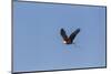 Llano County, Texas. Bald Eagle Carrying Nest Material-Larry Ditto-Mounted Photographic Print