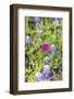 Llano, Texas, USA. Bluebonnet and Winecup wildflowers in the Texas Hill Country.-Emily Wilson-Framed Photographic Print