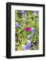 Llano, Texas, USA. Bluebonnet and Winecup wildflowers in the Texas Hill Country.-Emily Wilson-Framed Photographic Print