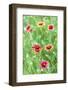 Llano, Texas, USA. Indian Blanket wildflowers in the Texas Hill Country.-Emily Wilson-Framed Photographic Print