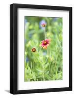Llano, Texas, USA. Indian Blanket wildflowers in the Texas Hill Country.-Emily Wilson-Framed Photographic Print