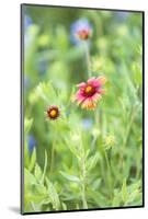 Llano, Texas, USA. Indian Blanket wildflowers in the Texas Hill Country.-Emily Wilson-Mounted Photographic Print